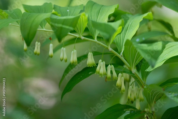 Fototapeta Blooming Polygonatum on a dark background