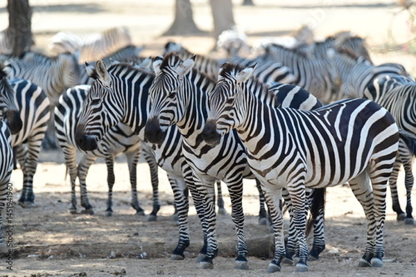 Obraz Herd of Zebras Standing Together on Dry Ground