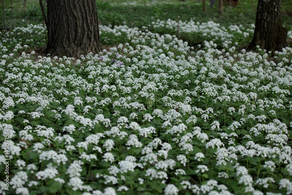 Fototapeta Arabis caucasica. Arabis alpina, mountain rockcress or alpine rock cress. White arabis caucasica flowers growing in the forest. Floral background