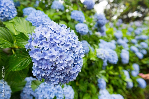 Fototapeta Hydrangea (blue)