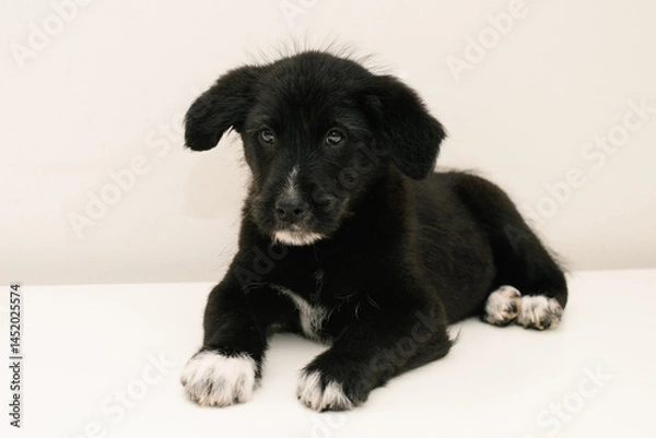 Fototapeta Calm Black Puppy Looking Forward