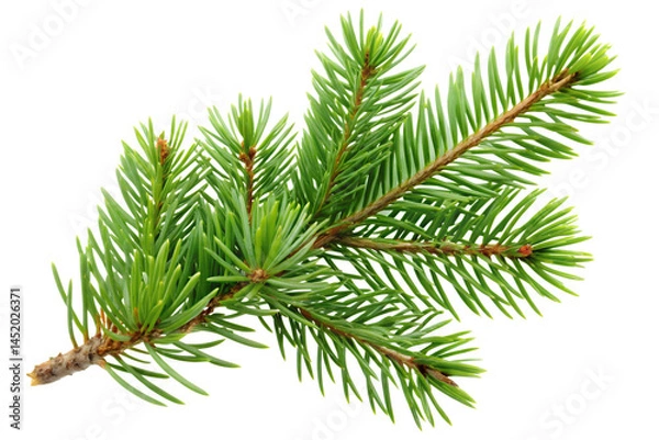 Fototapeta Fresh evergreen branch with vibrant needle foliage isolated on transparent background.