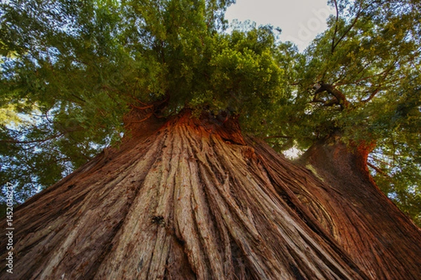 Fototapeta California redwood tree (Sequoia sempervirens) with its thick brown bark, view from below, California, United States
