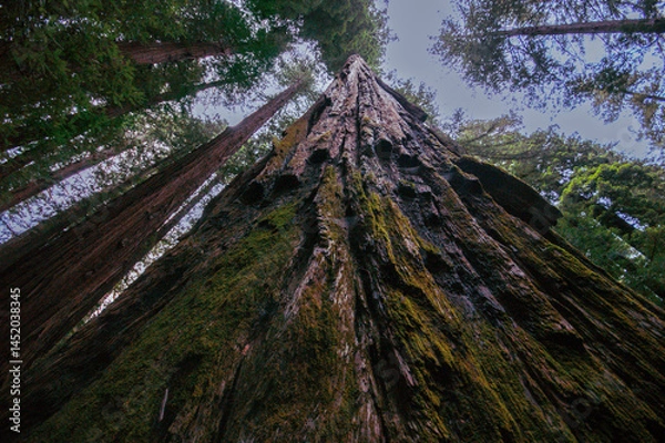 Fototapeta Thick and mossy bark of the California redwood tree (Sequoia sempervirens), view from below, California, United States