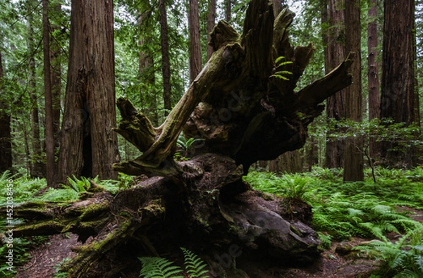 Fototapeta Fallen tree trunk of a California redwood (Sequoia sempervirens) in Founders Grove, Humboldt Redwoods State Park, California, United States