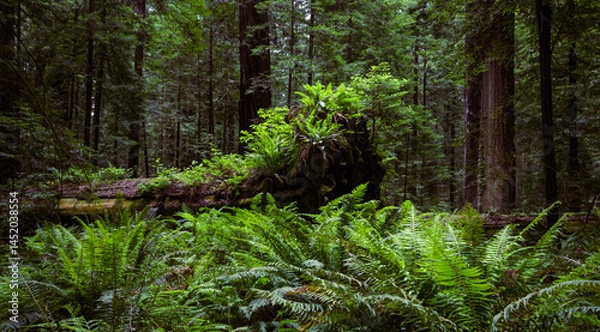 Fototapeta Fallen California redwood tree trunk (Sequoia sempervirens) with ferns in Founders Grove, Humboldt Redwoods State Park, California, United States