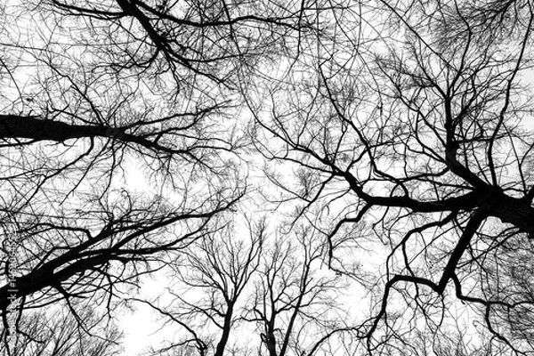 Fototapeta Tree branches isolated on white background. Dead tree without leaves. Black trees silhouettes on sky background. Bare branches trees in winter. Branch pattern texture.