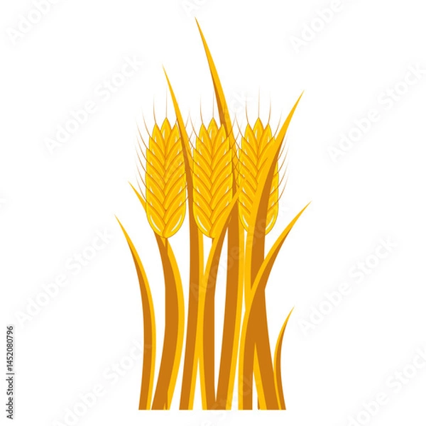 Fototapeta Bouquet of golden wheat ears on a white background. Vector.