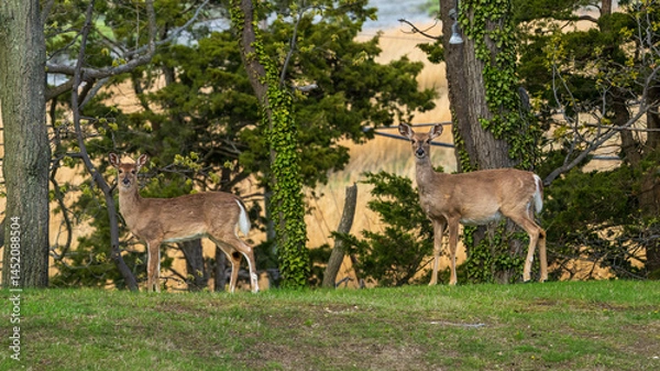Fototapeta deer in the woods