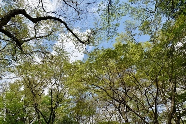 Obraz 神代植物公園の新緑