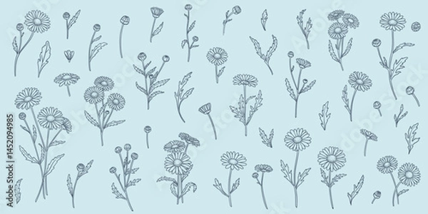 Fototapeta a set of daisy flowers in a linear hand-drawn style