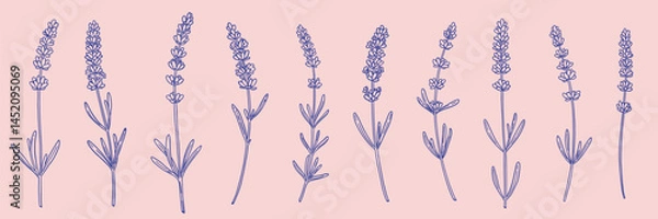 Fototapeta set of lavender flowers of different shapes in linear style