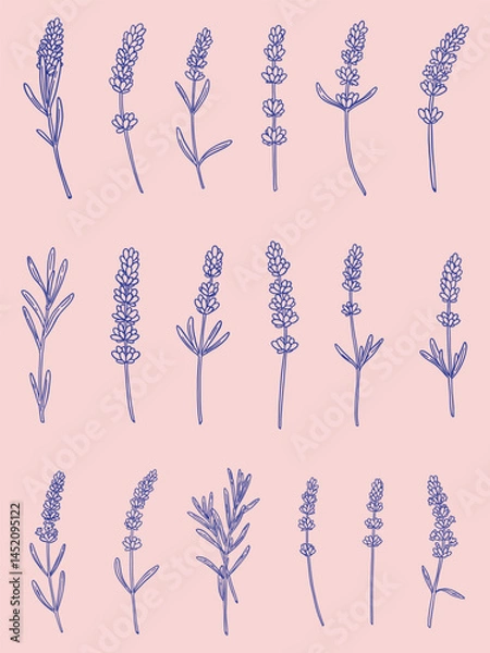 Fototapeta set of lavender flowers of different shapes in linear style
