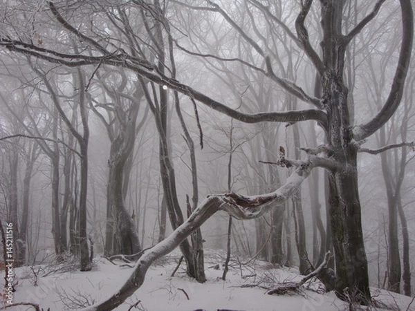 Obraz  Mysterious carpathians