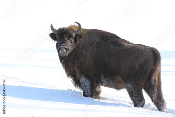 Obraz Bison bonasus
