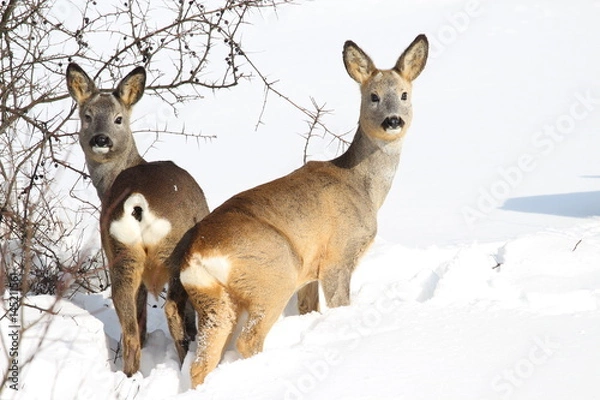 Obraz two deeer in winter