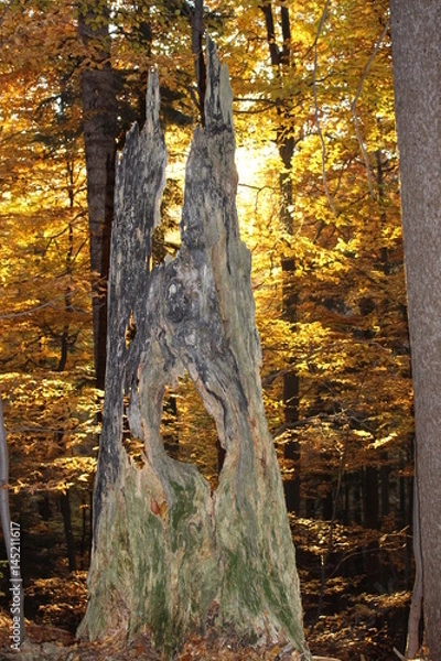 Obraz  Carpathian beech forests