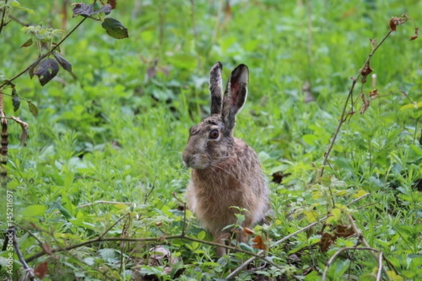 Obraz Lepus europaeus
