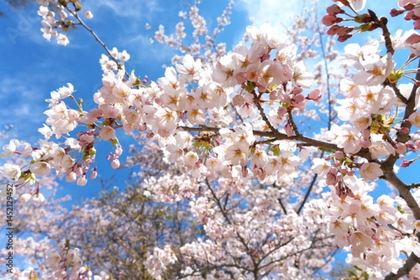 Fototapeta 桜の花
