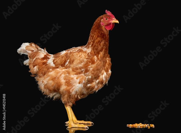 Obraz Chicken with corn seed on black background isolated, one closeup animal