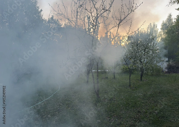 Obraz Spring fruit trees in bloom with misty smoke among the trunks