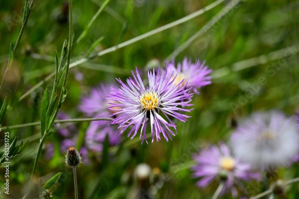 Obraz A closeup shot of a purple flower with a yellow center, Volutaria muricata, in bloom, completely open with insects in it. Concept of spring.	
