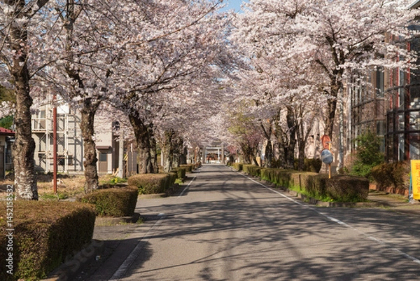 Obraz 春の乃木神社参道の桜並木、那須塩原市