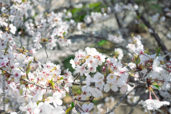 Obraz ソメイヨシノ