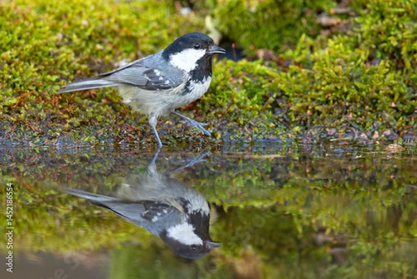Fototapeta Sosnówka (Periparus ater)