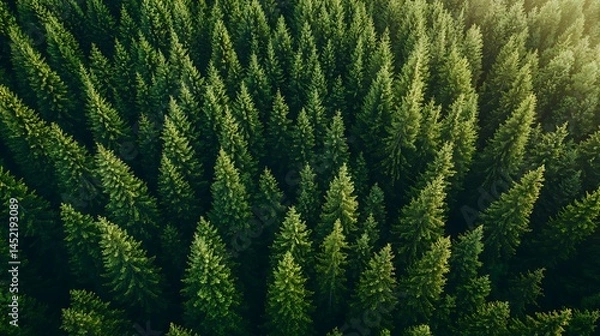 Obraz Aerial View of a Lush Evergreen Forest: A Symphony of Green