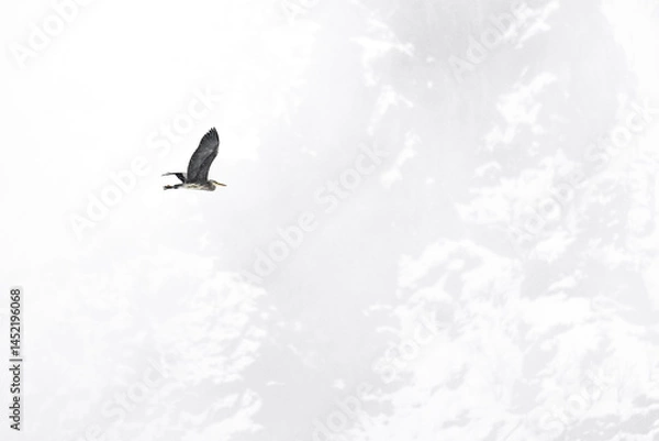 Fototapeta Heron in flight under snowfall (Ardea cinerea)