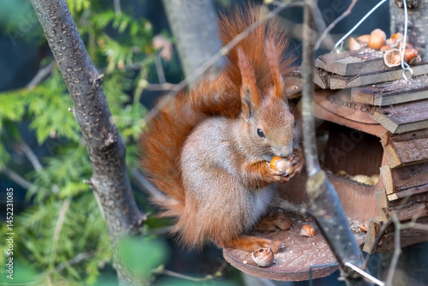 Fototapeta Red squirrel is eating nuts.