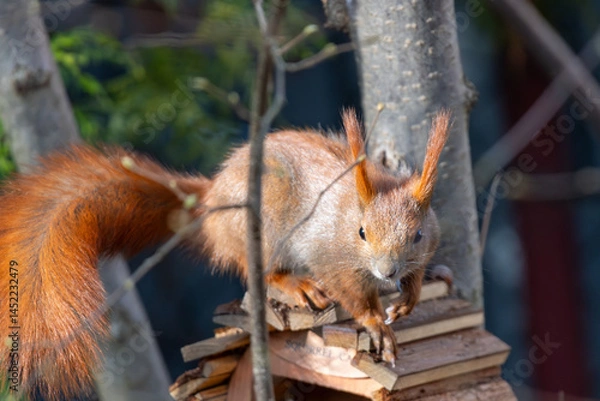 Fototapeta Red squirrel is eating nuts.