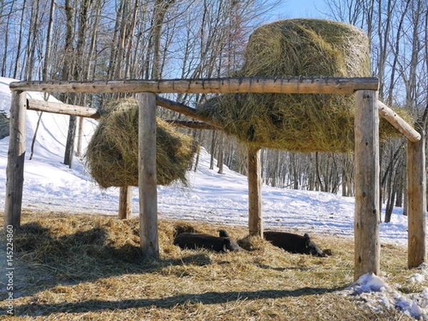 Fototapeta Deer feeder