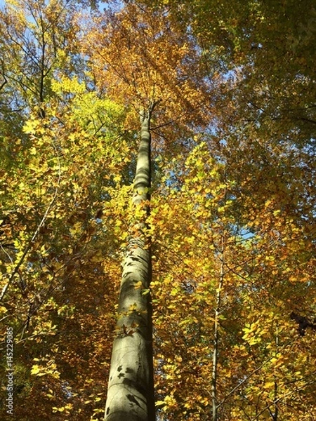 Fototapeta Herbst