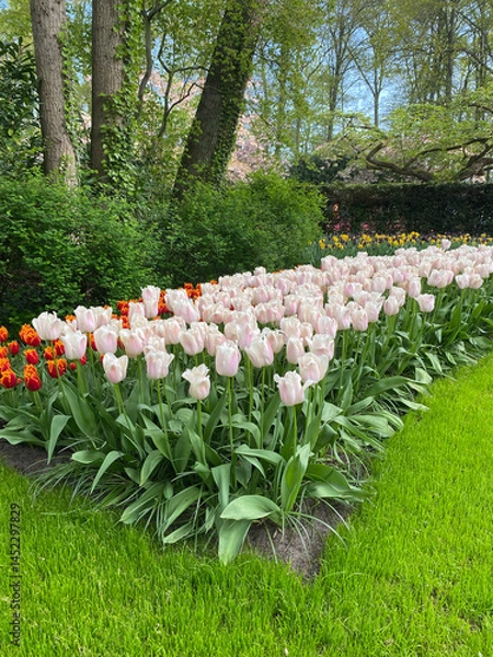 Fototapeta A vibrant display of multicolored tulips in full bloom, creating a colorful and lively floral background