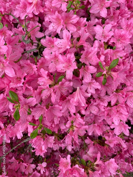 Obraz Close-up of blooming pink azaleas, creating a soft and vibrant floral background perfect for a wallpaper