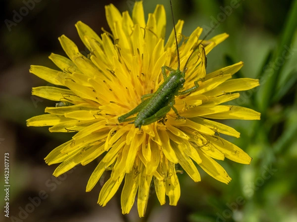 Fototapeta Macro photo of a green grasshopper feeding on a yellow dandelion.
