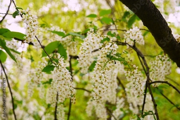 Obraz Cherry blossom in spring