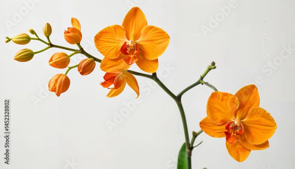 Obraz Le charme des orchidées