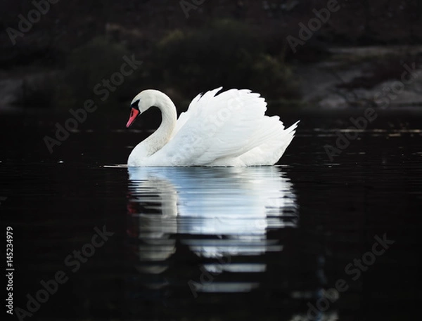 Fototapeta White swan at the dark lake background with the beautiful reflecion at the water