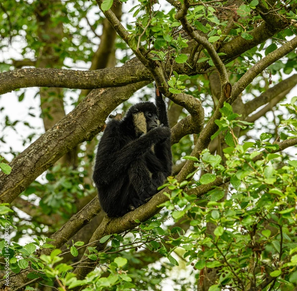 Fototapeta northern white-cheeked gibbon (Nomascus leucogenys) male on a tree