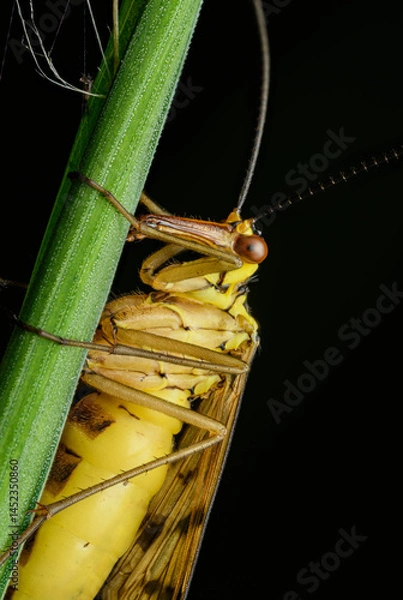 Fototapeta scorpionfly (Mecoptera) in detail on grass