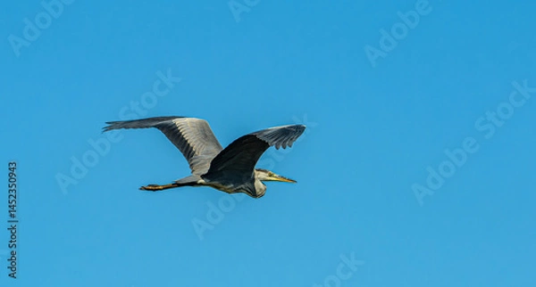 Fototapeta grey heron (Ardea cinerea) in flight