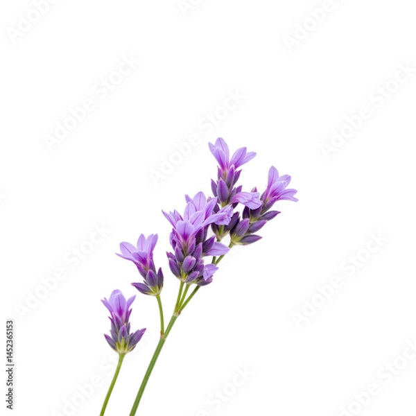 Fototapeta A delicate sprig of lavender with soft purple blooms against a transparent background.