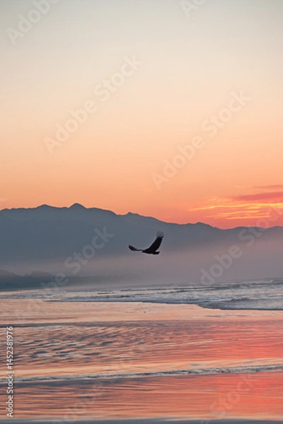 Obraz Black vulture flying over the beach in sunrise time. Early morning light reflections on sky and sea water. Dark mountains in background, reddish light.