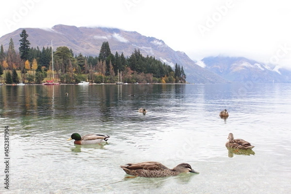 Fototapeta Ducks Swimming in Lake Wakatipu with Queenstown Waterfront View