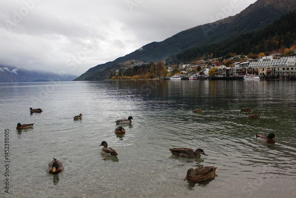 Obraz Ducks Swimming in Lake Wakatipu with Queenstown Waterfront View