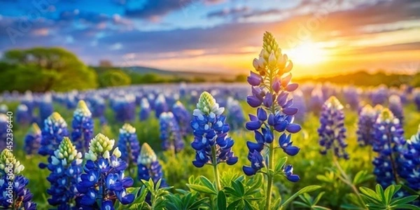 Obraz Texas Bluebonnet Hill Country Macro Photography: Vibrant Wildflower Meadow Spring Bloom