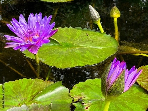 Obraz Purple water lily is in full bloom